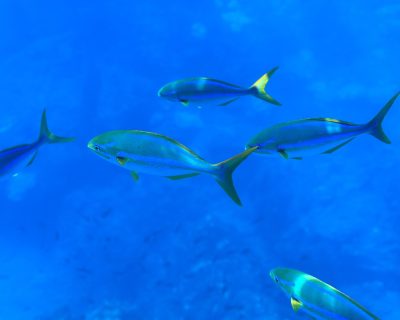 a3af2268-5be3-4c29-96c6-1e3593a31c13